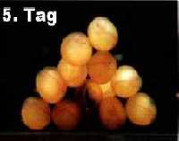 L46-Eier-5Tag_nach_Ablaichen
