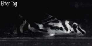 L46-am_11_Tag