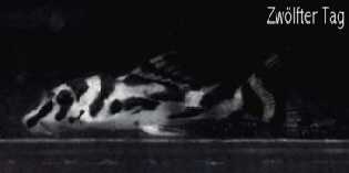 L46-am_12_Tag