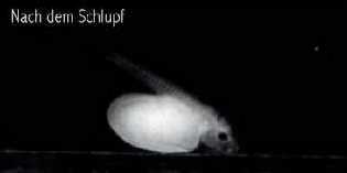 L46-nach-Schlupf