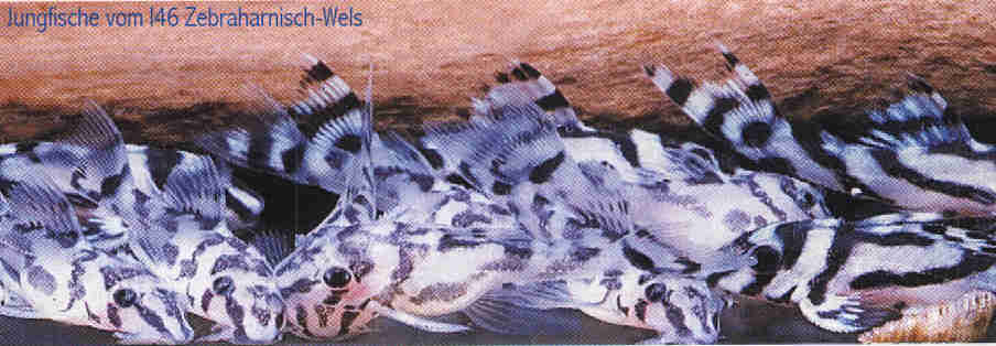 Jungfische_vom_L46 Jungfische_vom_L46